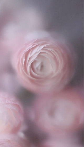 Signature Flower Bouquets - Delivery Toronto and the GTA