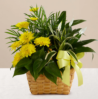 Loving Light Dishgarden