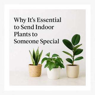 Why It’s Essential to Send Indoor Plants to Someone Special