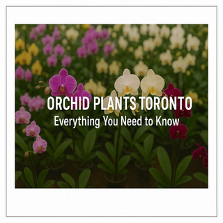 Orchid Plants Toronto: Everything You Need to Know About These Elegant Blooms