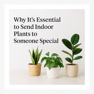 Why It’s Essential to Send Indoor Plants to Someone Special