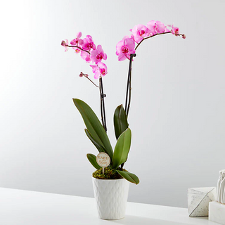 Deliver Orchid Plants to Markham. Order Online 