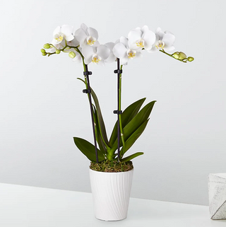 Bliss White Orchid