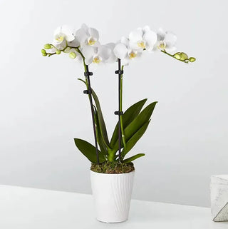 Orquídea blanca Bliss 