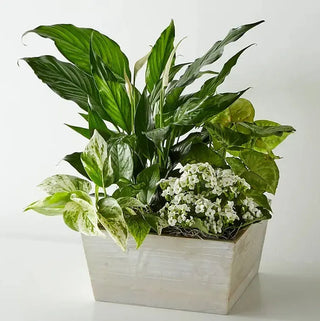 Jardín blanco tranquilo 