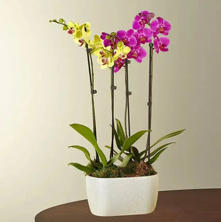 Purple & Yellow Orchid Garden
