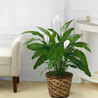 Tranquil Moments Peace Lily Plant